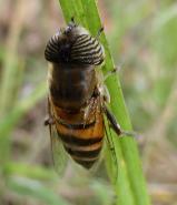 Drone fly Eristalinus taeniops